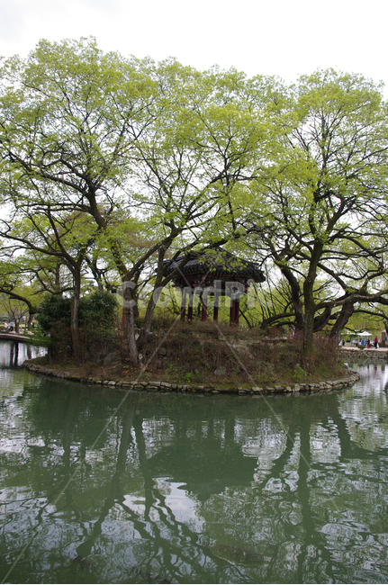 남원,연못,반영,나무,식물,plant,봄,spring,초록,정자,건축,traditional,전통건축,다리,자연,풍경,nature,landscape,한국자연풍경,한국자연경관,korea nature landscape,outdoors,옥외,water,물
