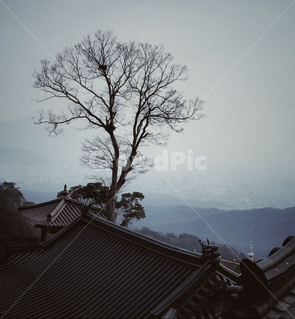 도봉사절,사찰,산사,불교,절집,고즈넉,나무,까치집,기와,전통,풍경,한국풍경,한국전통,한국문화,절,고목,wood,nature,자연,koreantraditional,koreanculture,building,structure