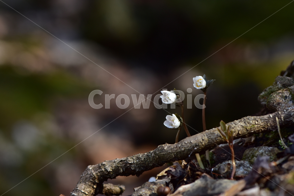 너도바람꽃,야생화,봄,꽃,풀꽃,자연,식물,식생,감성,힐링,plants,nature,spring,season,flower,emotion,feeling,흰색,초본,너도바람꽃속