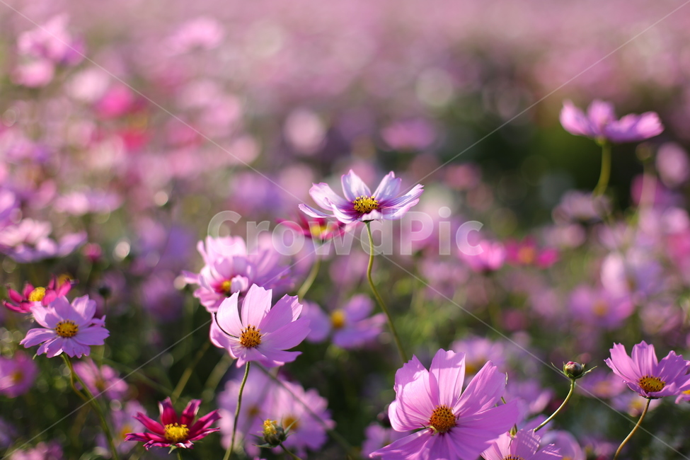 코스모스,꽃밭,가을,blossom,plant,꽃잎,petal,식물,flower,꽃,정원,garden,야외