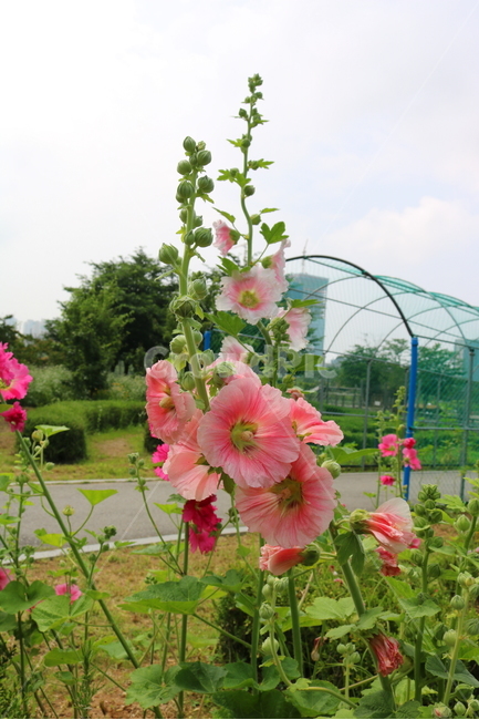 꽃,접시꽃,식물,아욱과,촉규화,관상용,식물,자연,plants,nature,꽃,flower