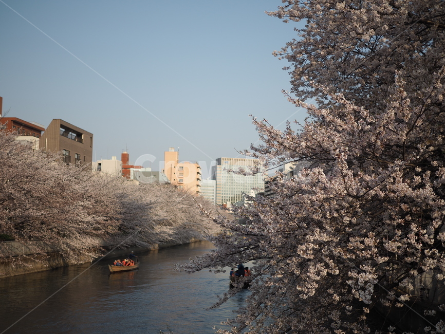 벚꽃,cherryblossom,꽃,flower,blossom,일본,도쿄