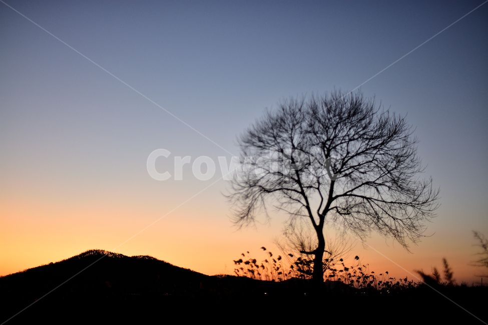 석양,풍경,야경,나무,노을,저녁,자연,자연,풍경,nature,landscape,실루엣,그림자,silhouette,shadow,outdoors,옥외,sky,하늘