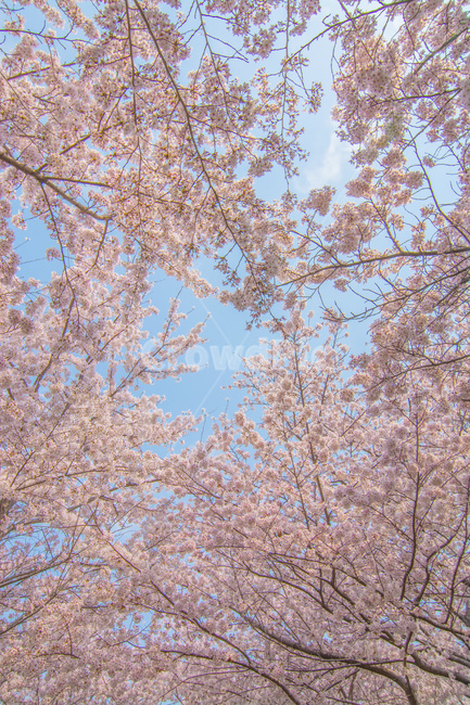 date,pink,Cherry Blossom,nature,tree,cherryblessem,flower,spring,busan,sight,season,Emotion,landscape