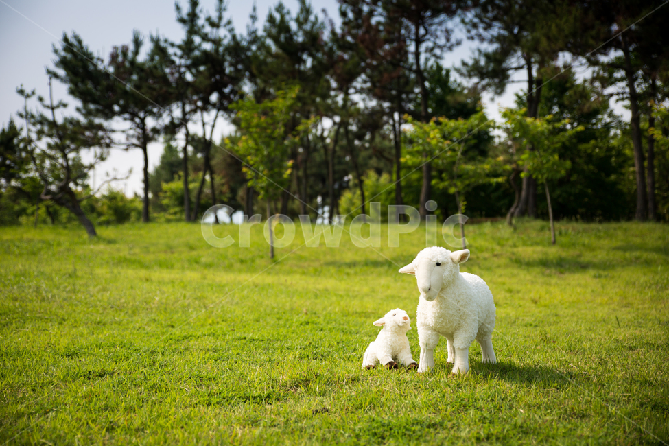 양,목양,푸른초장,초장,초원,풀밭,잔디,목축업,목장,livestock farming,ranching,pasture,사물,물건,오브젝트,thing,object,matter