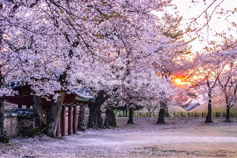 벚꽃,노을,sunset,꽃,blossom,plant,봄,계절,spring,season,식물,flower