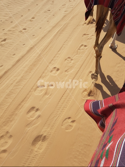 sand,모래,자연,사막,발자국,배경,낙타,풍경