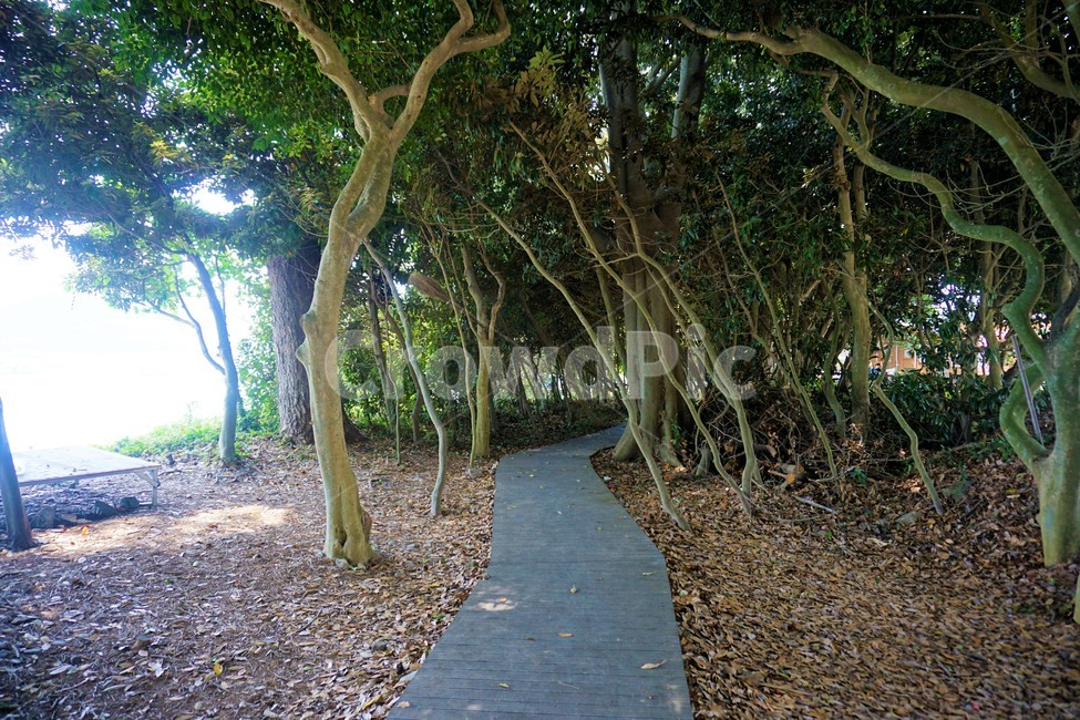 나무,숲,숲길,공원,자연,자연,풍경,nature,landscape,tree,tree trunk,나무 줄기,plant,식물