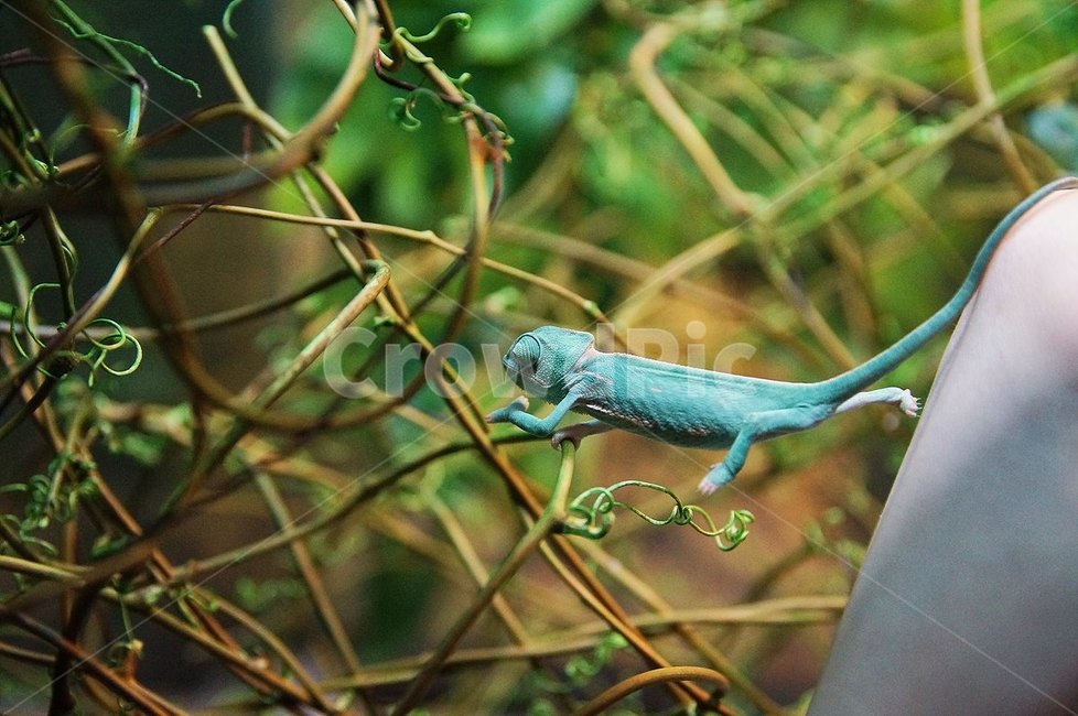 Reptile photo,exotic pet,chameleon,nature,Veiled Chameleon,reptile,rare pet,pet
