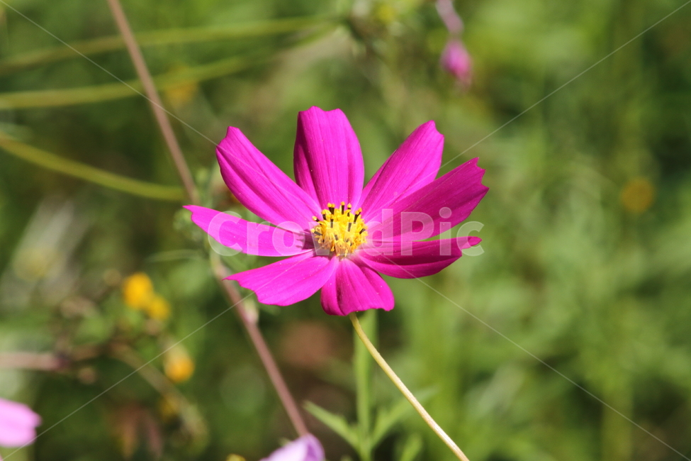 코스모스,꽃,식물,가을꽃,cosmos,가을,계절,fall,autumn,season,식물,자연,plants,nature,꽃,flower,plant