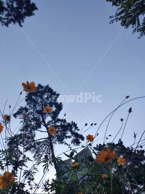 leaf,식물,plant,잎,노랑색,가을하늘
