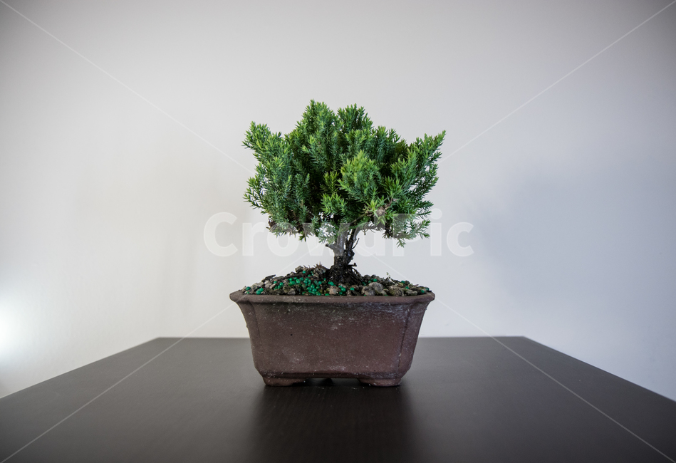 분재,bonsai,식물,plants,소나무분재,실내용화초,화분,화초,house plant