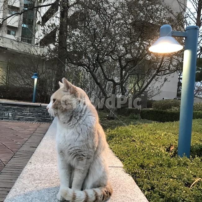 고양이,고독,옆모습,길냥이,냐옹이,동물,animal,포유류,mammal,고양이,cat,kitten,kitty