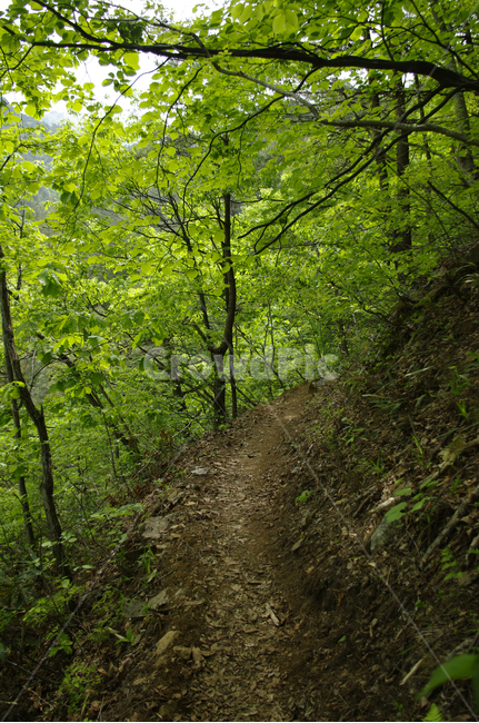산길,길,숲,나무,풍경,식물,초록,자연,풍경,nature,landscape,dirt road,흙길,road,도로,gravel,자갈,ground,바닥,path,통로