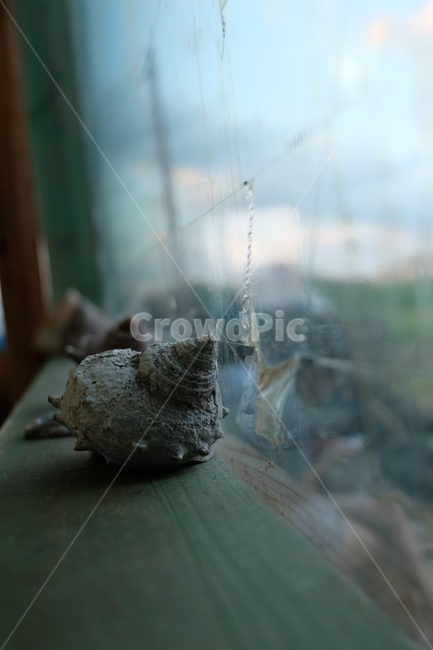 소라,창,흐린날,conch,shell