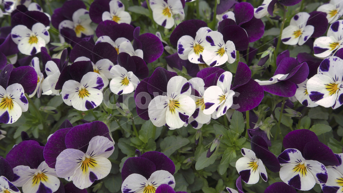 팬지,보라색,보라색꽃,꽃,꽃배경,자연,식물,화단,꽃밭,nature,plants,flowers,violet,pansy,violetpansy,purple,flowergarden,garden