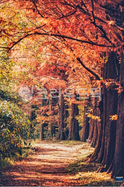 단풍,가을풍경,풍경,가을,나무,landscape,fall,autumn