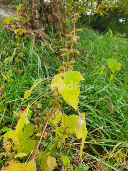 식물,잎,나무,화분,leaf,plant,식물,자연,plants,nature