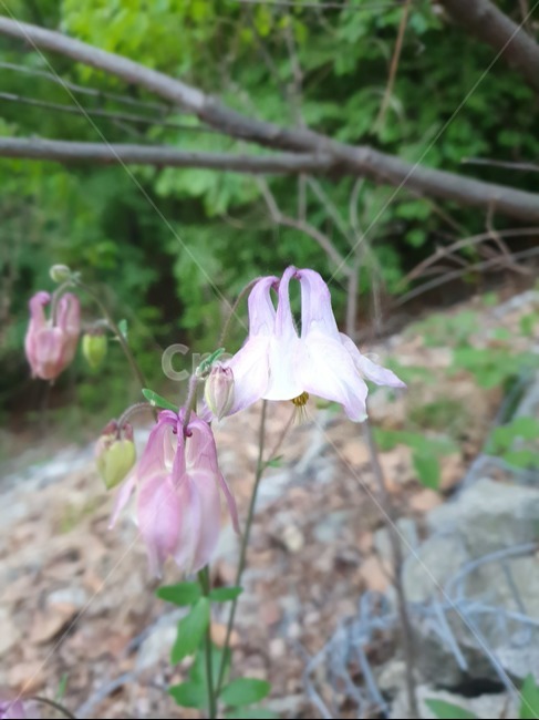 봄,flower,plants,감성,자연