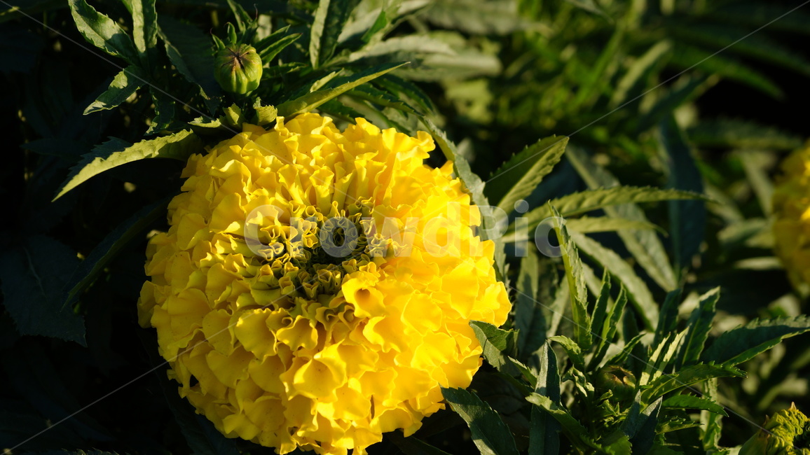 Cheonsu Guk,African Marigold,flower Festival,flower road,flower