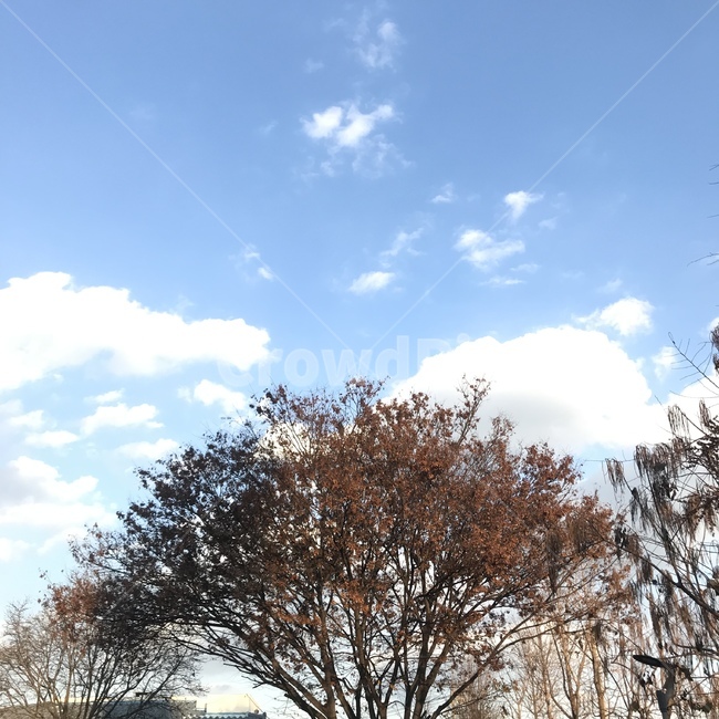 가을,나무,화려함,가을바람,따뜻함,나무,trees,wood