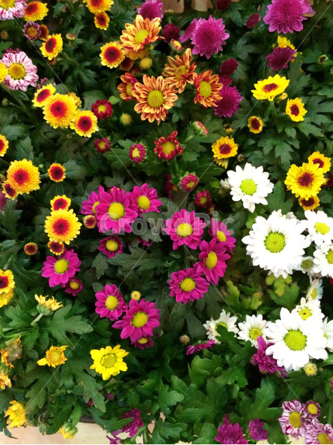 꽃,flower,blossom,식물,plant,노랑,옐로우,그린,녹색,초록색,봄,계절,yellow,green,spring,season,감성,색깔,색감,emotion,sensible,color,자주색,퍼플,purple,흰색,하얀핵,white
