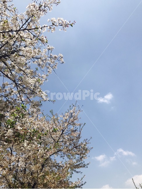 벚꽃,sakura,sky,봄,bloosom,분홍,pink,봄,계절,spring,season,자연,풍경,nature,landscape,식물,plants,나무,trees,wood,plant,flower,꽃,blossom,cherry blossom