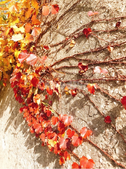 가을,담쟁이,단풍,아이비,담장,식물,ivy,담쟁이덩굴,가을,계절,fall,autumn,season,식물,자연,plants,nature,plant,leaf,잎,tree,나무