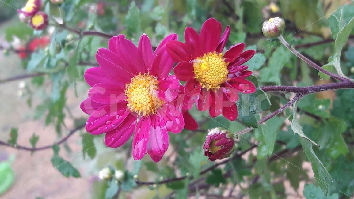 꽃,국화,빨강,꽃봉우리,빗방울,식물,자연,plants,nature,꽃,flower