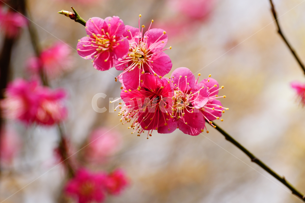 홍매화,한국자연,꽃,꽃사진,플라워,flower,봄,봄꽃,spring,식물,plants,자연,nature,풍경,landscape,계절,season,snap,스냅,접사,macro,closeup,클로즈업,감성사진,감성,힐링,healing,느낌,feel,feeling,꽃밭,화단,나무,나뭇가지,tree,꽃봉오리,4월,April,봄,계절,spring,season,식물,자연,plants,nature,꽃,flower,plant