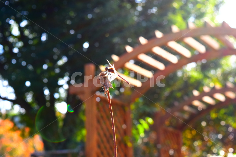 잠자리,정원,싱그러운,곤충,햇빛,따스한,옥외,outdoors,곤충,벌레,insect,bug