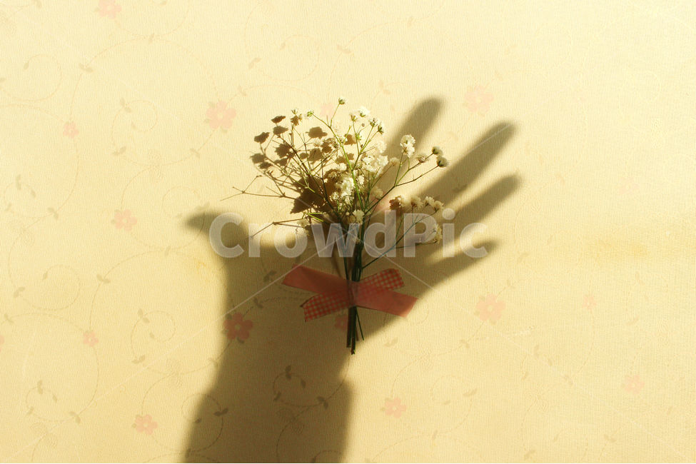 손,안개꽃,꽃,분홍,그림자,pink,flower,hand,꽃,flower,연출,컨셉,콘셉,direction,concept