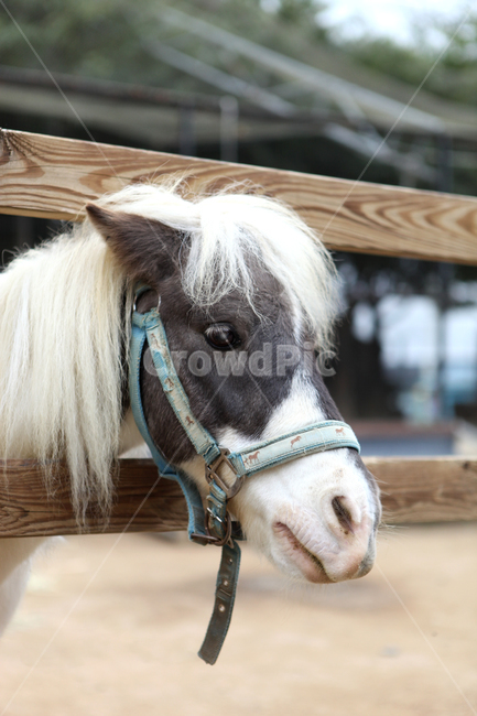 조랑말,말,horse,동물,animal,동물원,zoo,동물,animal,포유류,mammal