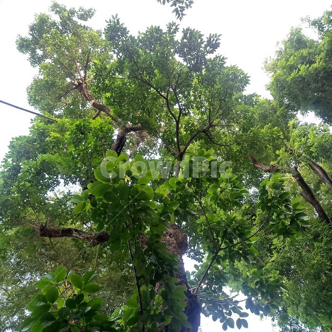 나무,잎,초록색,tree,leaf