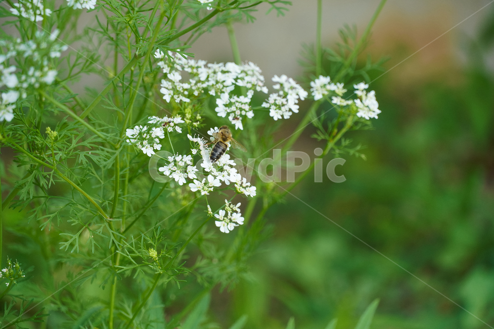 꽃,자연,접사,힐링,배경화면,신선함,평온함,season,plants,nature,flower,sensible,feeling,색깔,색상,색채,색감,colorsense,colorsensitivity,feelingofcolor,감성