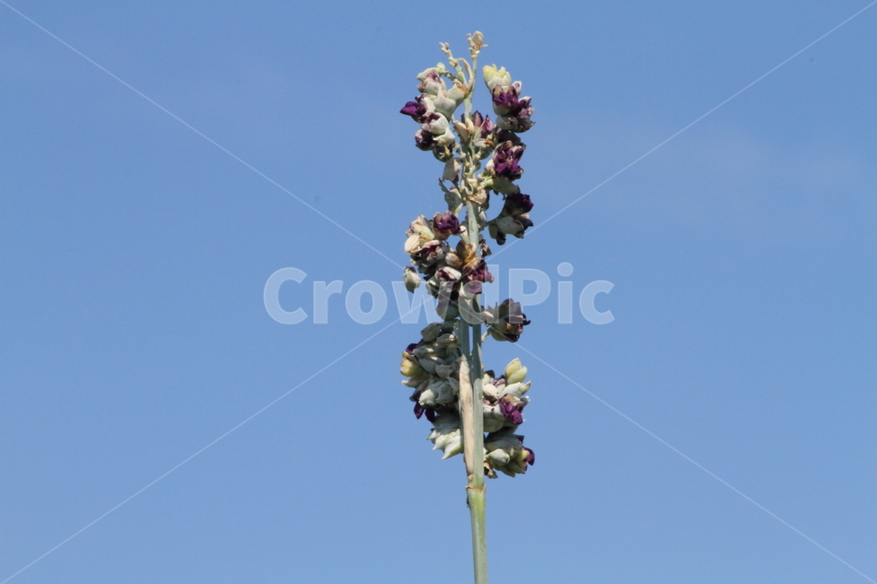 물칸나,꽃,식물,watercanna,thaliadealbata,칸나,식물,자연,plants,nature,꽃,flower