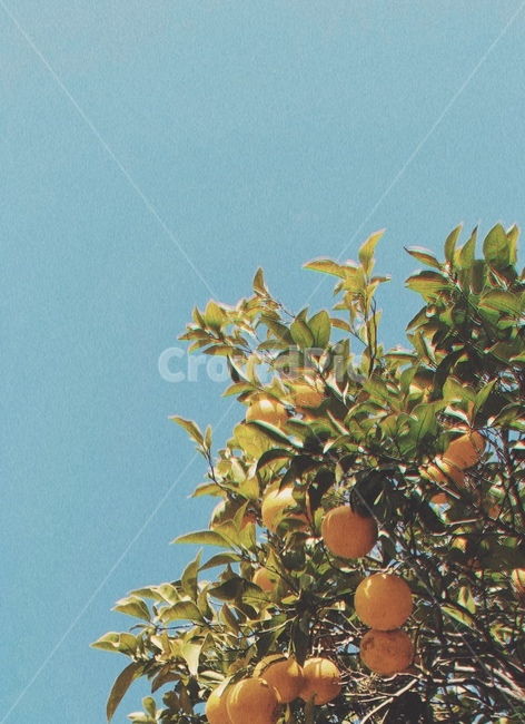 오렌지,귤,제주도,천혜향,황금향,나무,자연,풍경,nature,landscape,plant,식물,grapefruit,그레이프 프루트,citrus fruit,감귤류 과일,food,음식,fruit,과일