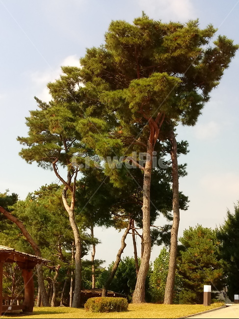 plant,식물,소나무,적송,나무,tree,자연,풍경,nature,landscape