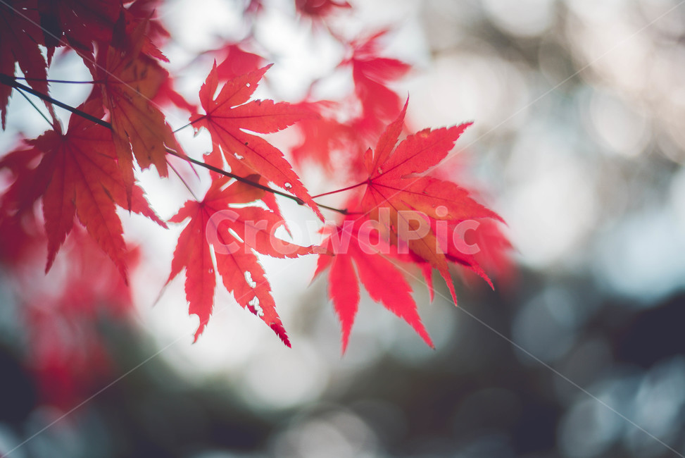 plant,식물,leaf,잎,tree,나무,가을,계절,fall,autumn,season,식물,자연,plants,nature