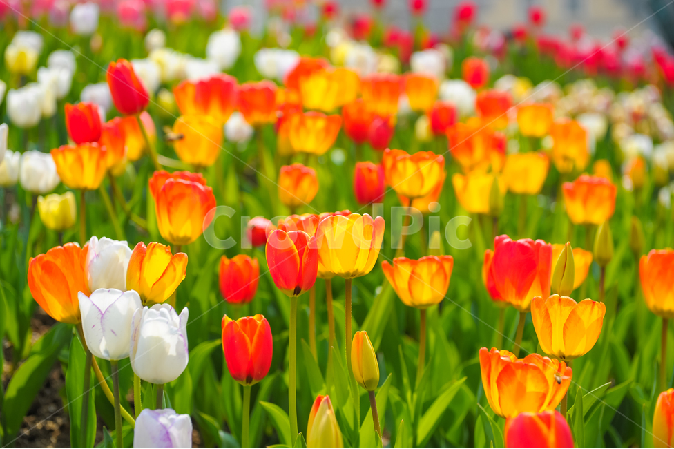 튤립,꽃,빛,봄,놀이동산,에버랜드,RepublicofKorea,노랑꽃,식물,자연,plants,nature,꽃,flower,색깔,색상,색채,색감,color sense,color sensitivity,feeling of color