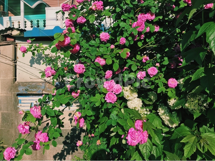 장미,꽃,분홍장미,자연,아름다움,활기,식물,자연,plants,nature,꽃,flower