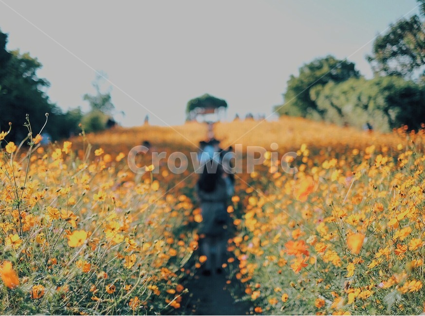 황화코스모스,꽃,가을,올림픽공원,코스모스,풍경,자연,풍경,nature,landscape,식물,plants,꽃,flower,감성,sensible,feeling