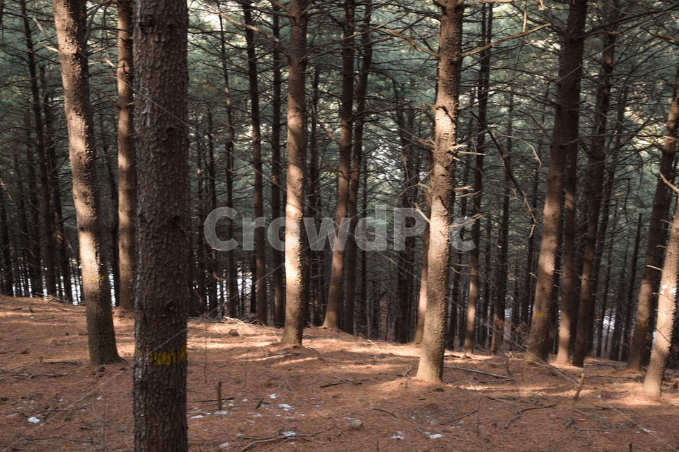 잣나무,잣나무숲,숲,겨울,나무,풍경,자연,pinetree,pinetreeforest,forest,winter,trees,landscape,nature,자연,풍경,nature,landscape,식물,plants,나무,trees,wood,plant,tree,tree trunk,나무 줄기