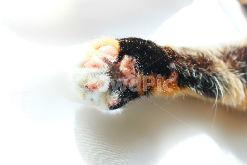 감성사진,고양이,반려동물,동물,감성,cat,반려묘,성묘,냥,animals,솜방망이,동물,animal,포유류,mammal,고양이,cat,kitten,kitty