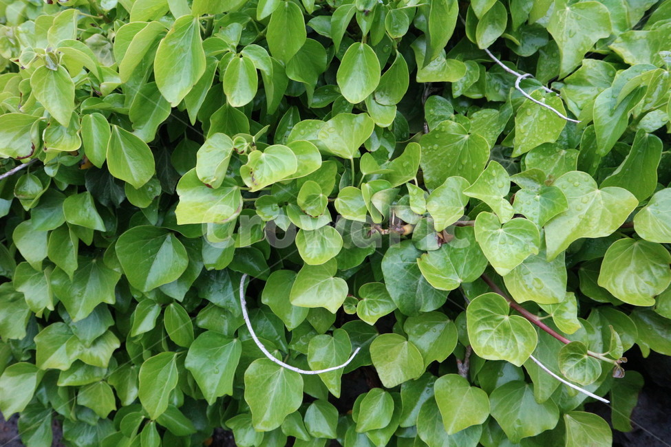 비오는날,초록덩굴,파릇파릇,잎사귀,덩굴,leaf,vine,green,waterdrop