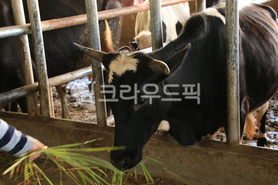 소, cow, 동물, 젖소, 가축, 사진,이미지,일러스트,캘리그라피 - 이준성작가