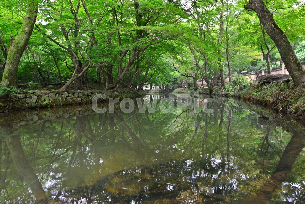 stream,흐름,forest,숲,outdoors,옥외,water,물,nature,자연,tree,나무,plant,식물,vegetation,초목,고창,선운사,도솔천,선운사계곡,도솔천계곡,계곡,여름,계절