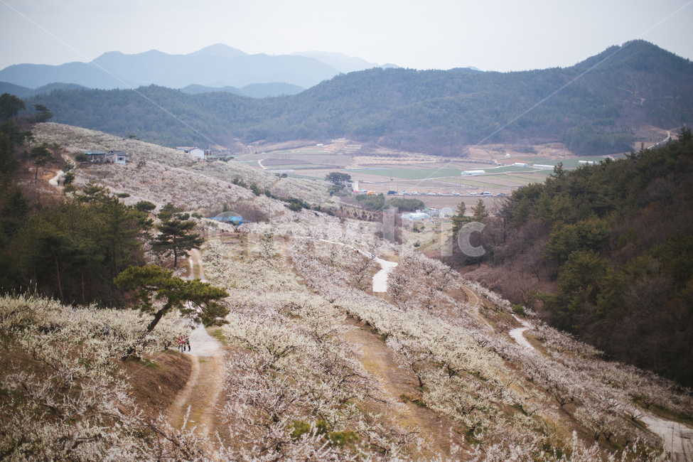 봄,매화,꽃,농장,자연,풍경,나무,봄,계절,spring,season,자연,풍경,nature,landscape,dirt road,흙길,gravel,자갈,road,도로,ground,바닥,slope,경사
