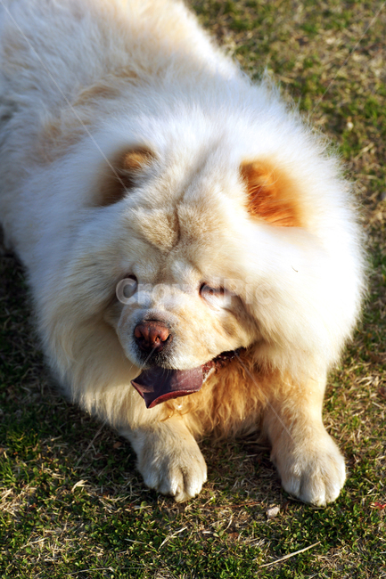 차우차우,애완견,중국,개과,남색혀,동물,animal,포유류,mammal,개,강아지,dog,doggy