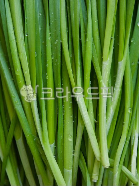 부추,유기농,유기농부추,채소,야채,음식,음식재료,녹색,chives,organic,organicleek,vegetable,food,foodingredients,green,배경,background,웰빙,웰빙음식,녹색채소,잎,잎채소,wellbeing,wellnessfood,greenvegetable,leaf,leafvegetable,식물,plant,음식,식재료,요리,food,cook,meal,dishes,food reserves,채소,야채,vegetables